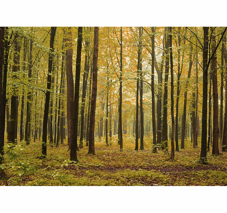Mural de bosque paisaje woodland en otoño - TenVinilo