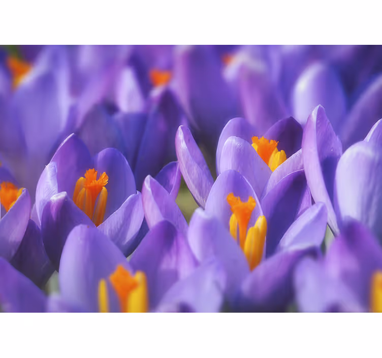 Mural flores crocus morado en flor - TenVinilo