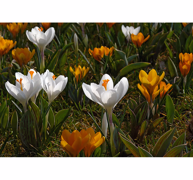 Mural de flores flor de crocus en plena floración - TenVinilo
