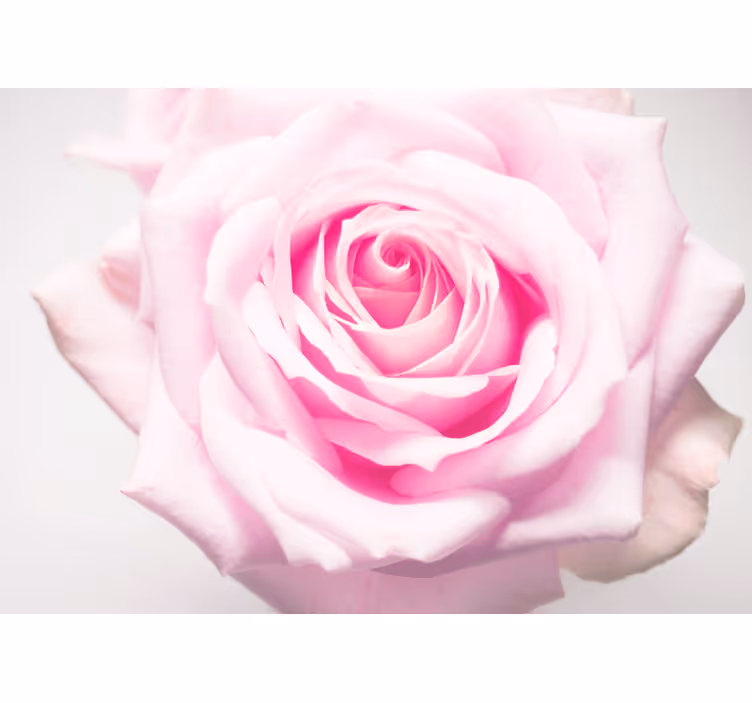 Mural amapolas rosa suave - TenVinilo