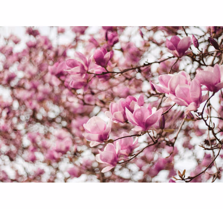 Mural de magnolias exposición de flores de magnolia - TenVinilo