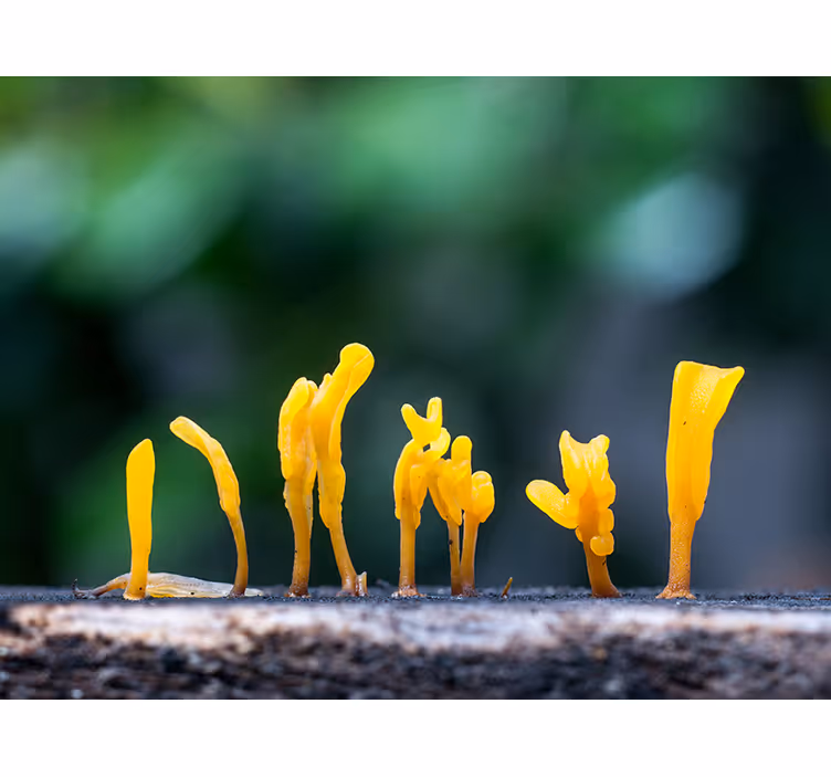 Fotomural naturaleza Setas de gelatina amarilla en madera - TenVinilo