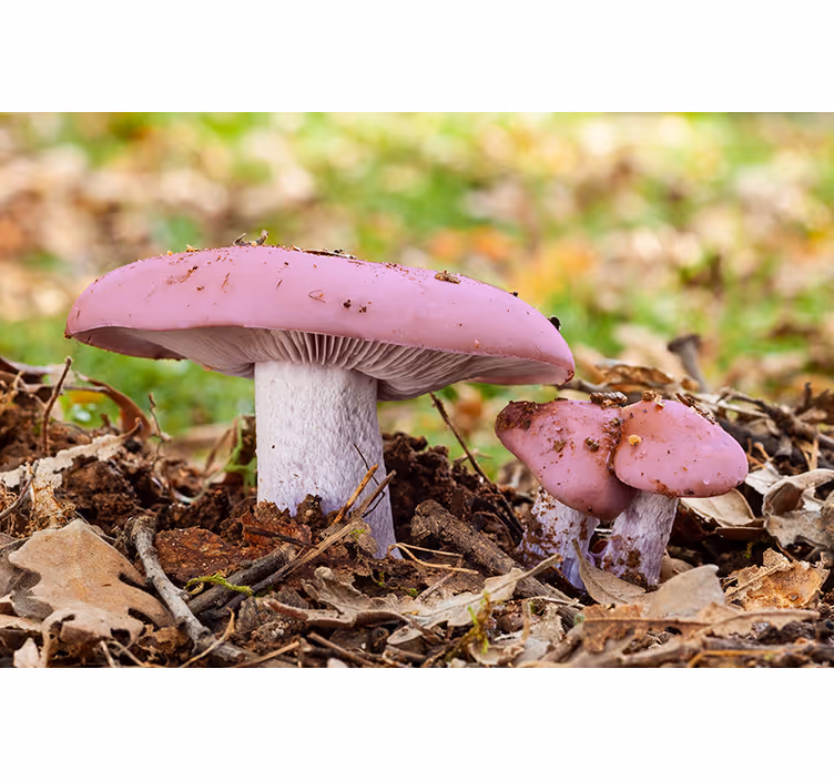 Fotomural naturaleza Hongos rosados y blancos - TenVinilo
