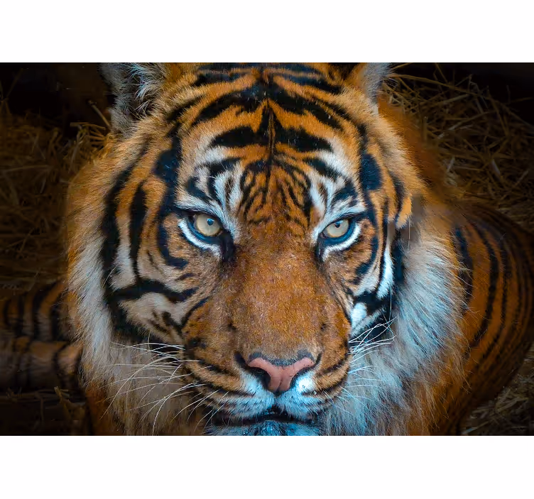 Mural de animales ilustración de tigre real - TenVinilo