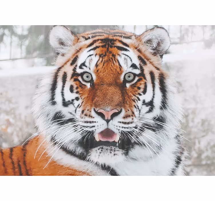 Mural de animales representación del tigre regal - TenVinilo