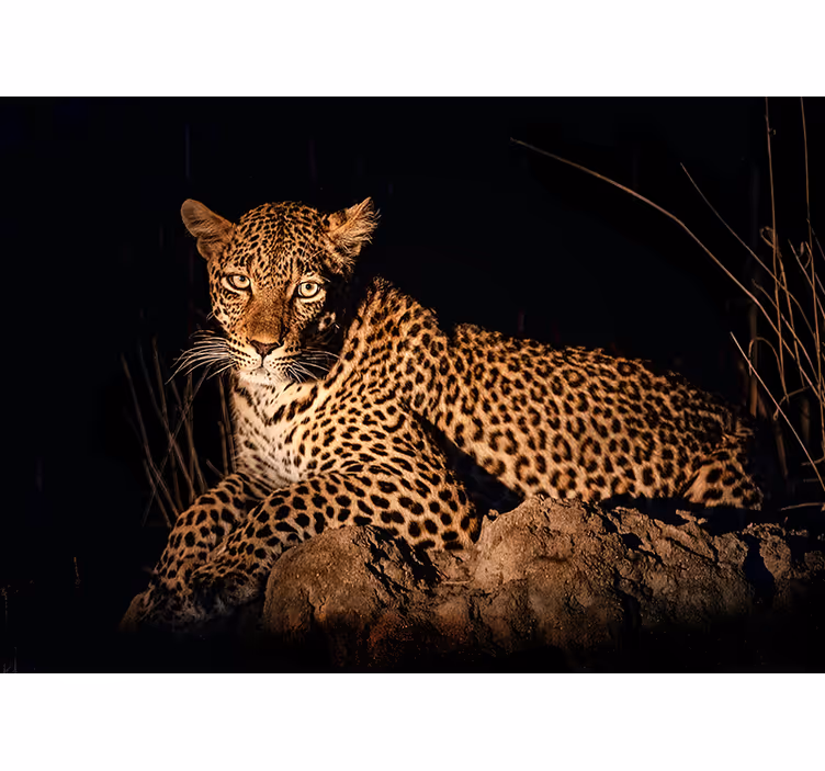 Fotomural animale Hermoso leopardo realista de cerca - TenVinilo