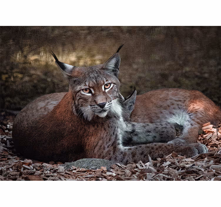 Fotomural animale Lince ibérico ying en el suelo - TenVinilo