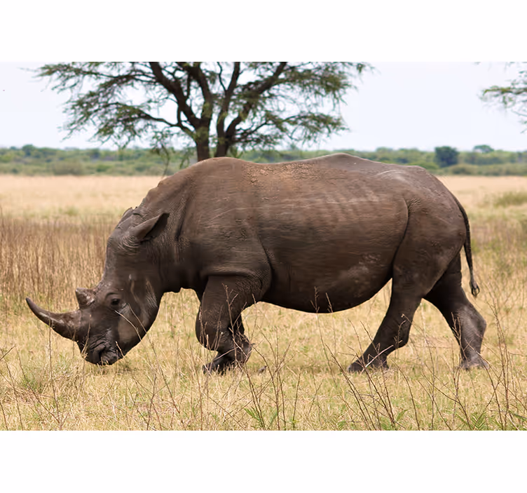 Mural de animales rinoceronte pastando en el serengeti - TenVinilo