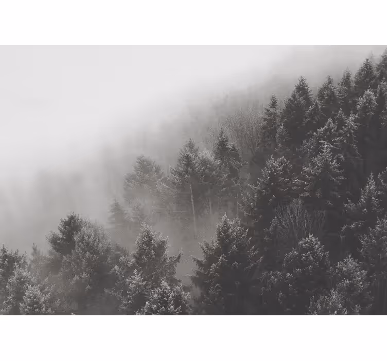 Mural de bosque paisaje de pinos brumoso - TenVinilo