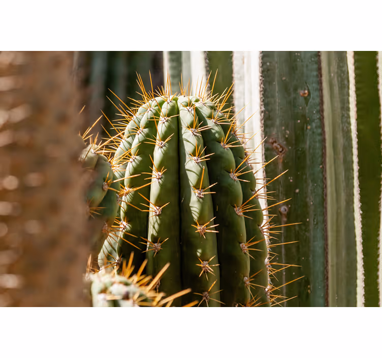 Mural de desierto cactus de cerca - TenVinilo