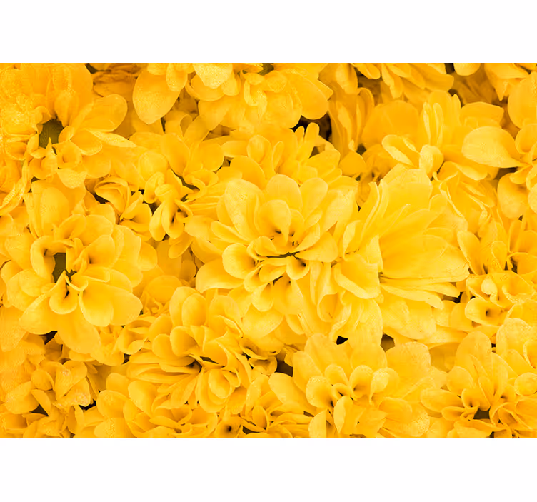Fotomural amarillo pétalos de flor - TenVinilo