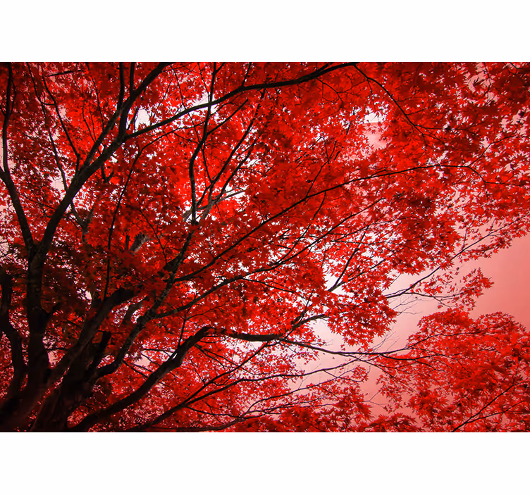 Fotomural árbol ramas rojas - TenVinilo