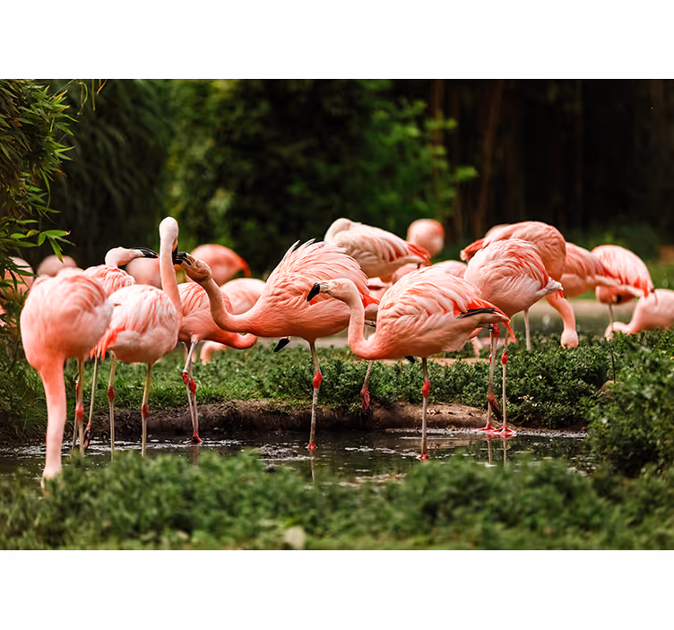 Mural de animales reunión de flamencos - TenVinilo