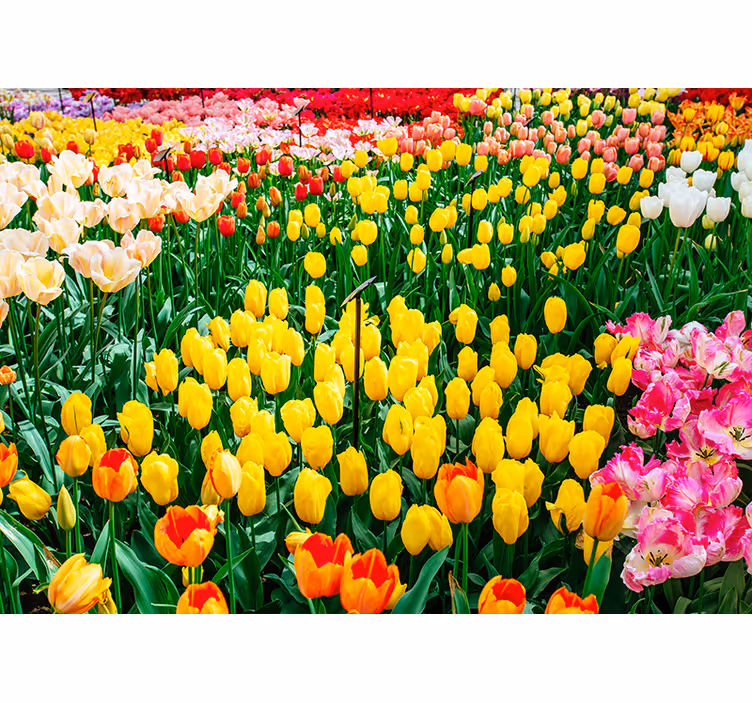 Mural de flores vista del campo de tulipanes - TenVinilo