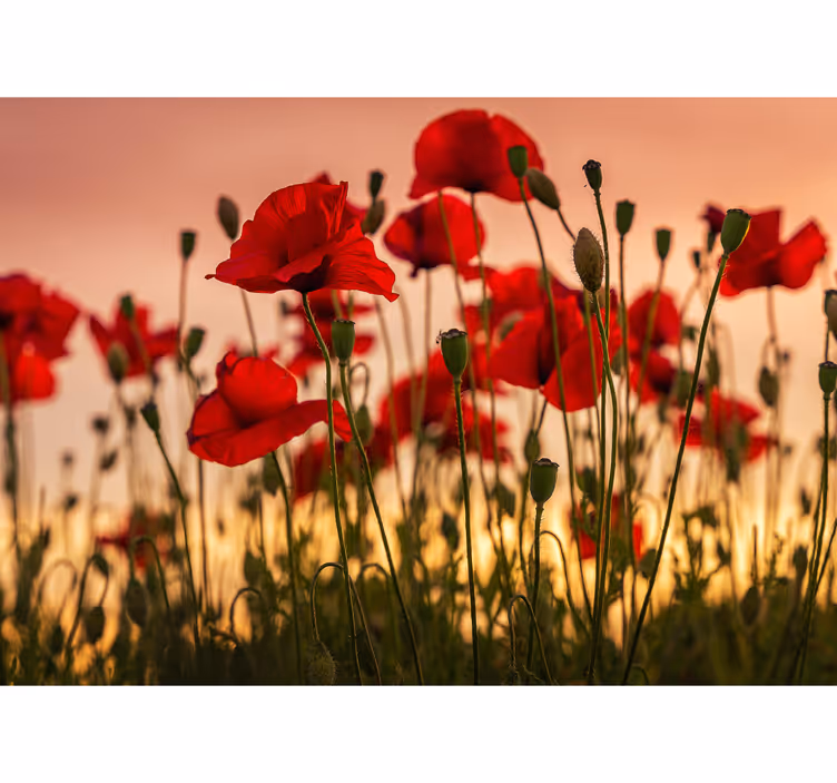 Fotomural de amapolas Amapolas con una puesta de sol - TenVinilo