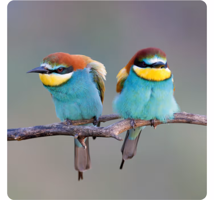 Posavasos moderno aves coloridas posadas - TenVinilo
