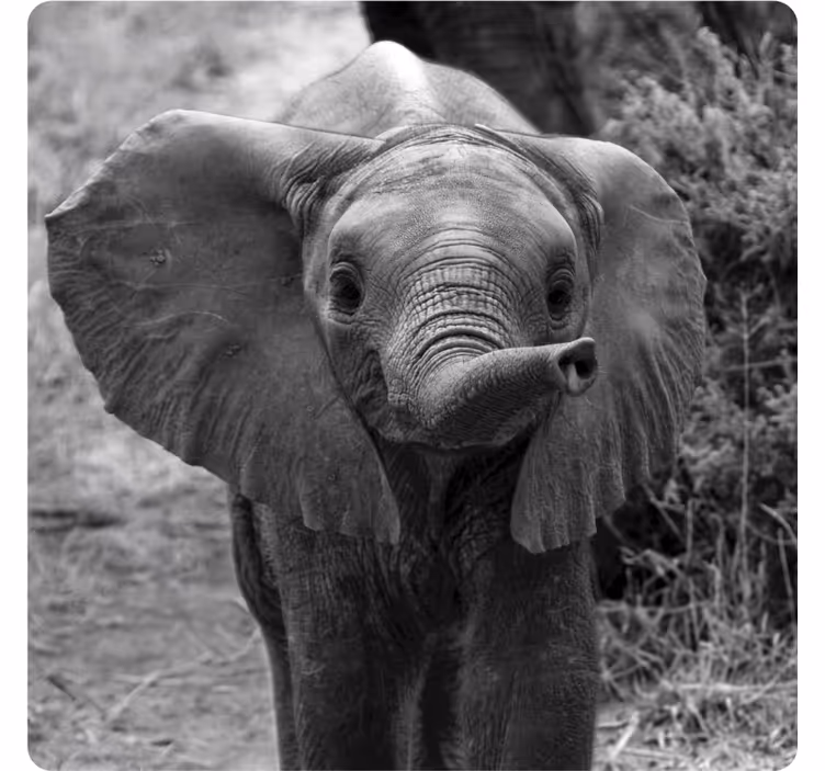 Posavasos moderno Bebé elefante - TenVinilo