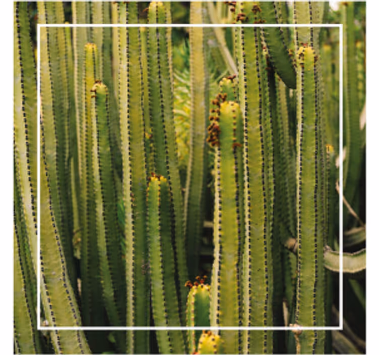 Posavasos superficie textura cactus - TenVinilo
