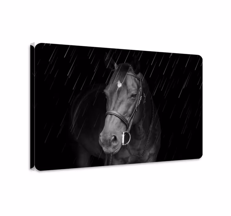 Cuadro caballos caballo digno en la lluvia - TenVinilo