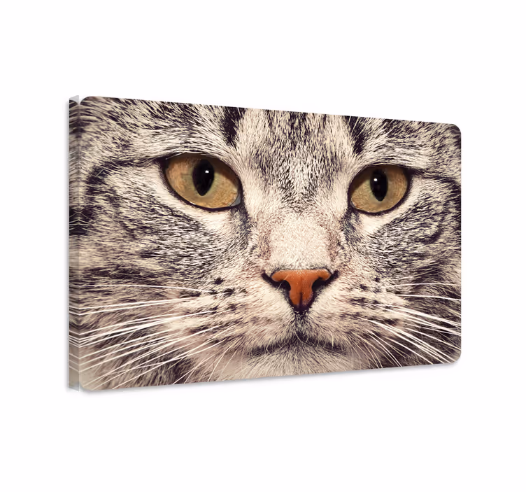 Cuadro de gatos adhesivo de cara de gato - TenVinilo