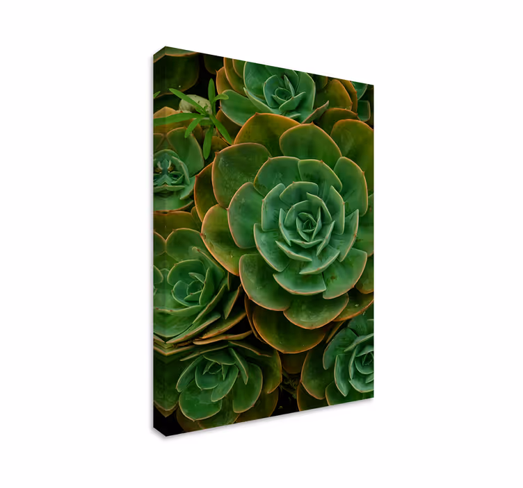 Cuadro de flores primer plano de una planta suculenta - TenVinilo