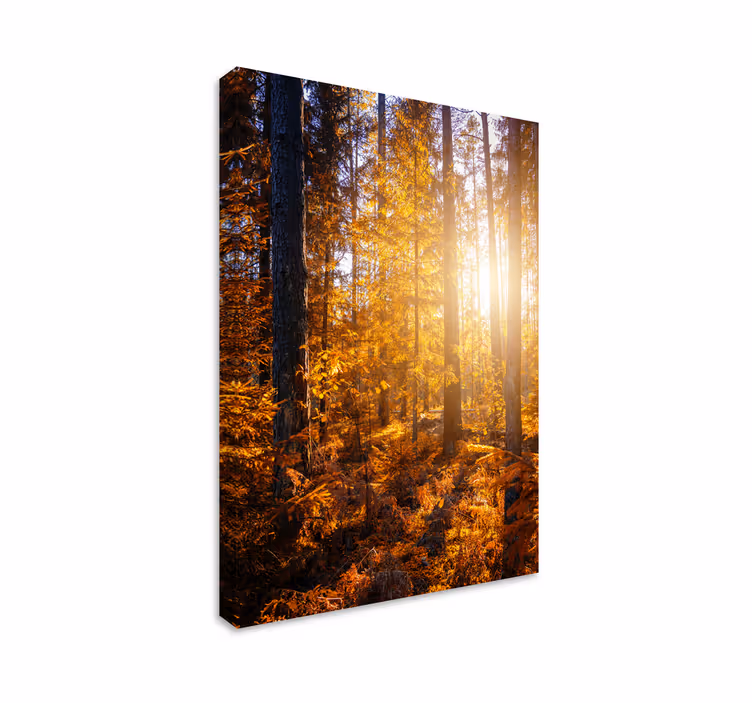 Cuadro paisajes árboles del sol del bosque - TenVinilo