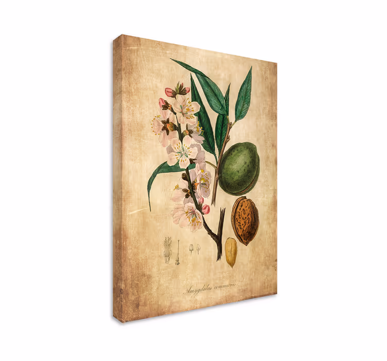 Cuadro de flores ilustración botánica - TenVinilo