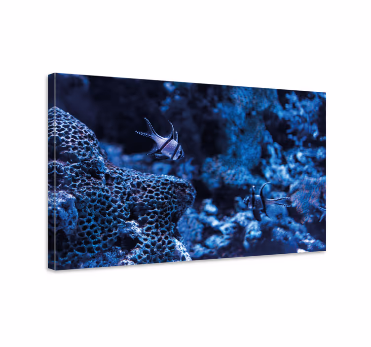 Cuadro de marineros peces de arrecife coralino - TenVinilo