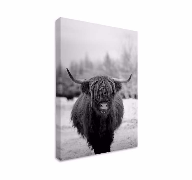 Cuadro animales retrato de vaca de las tierras altas - TenVinilo