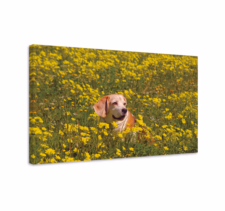Cuadro de perro feliz perro al aire libre - TenVinilo