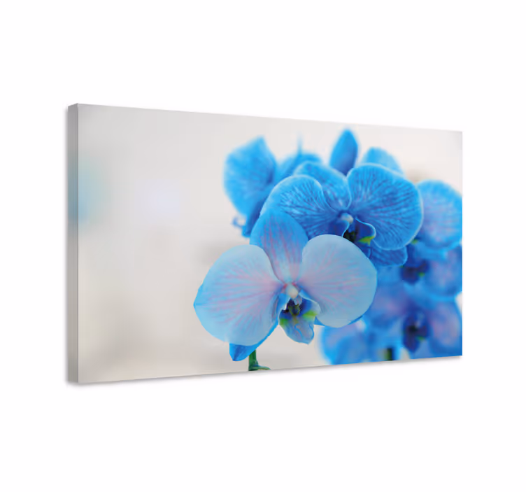 Cuadro de flores flores de orquídea azul - TenVinilo