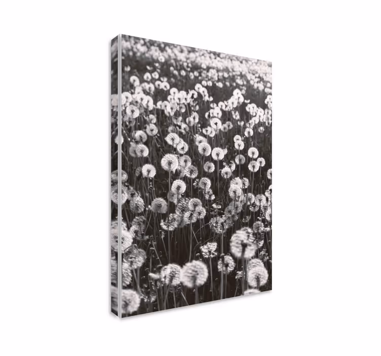 Cuadro de flores flores delicadas de diente de león - TenVinilo