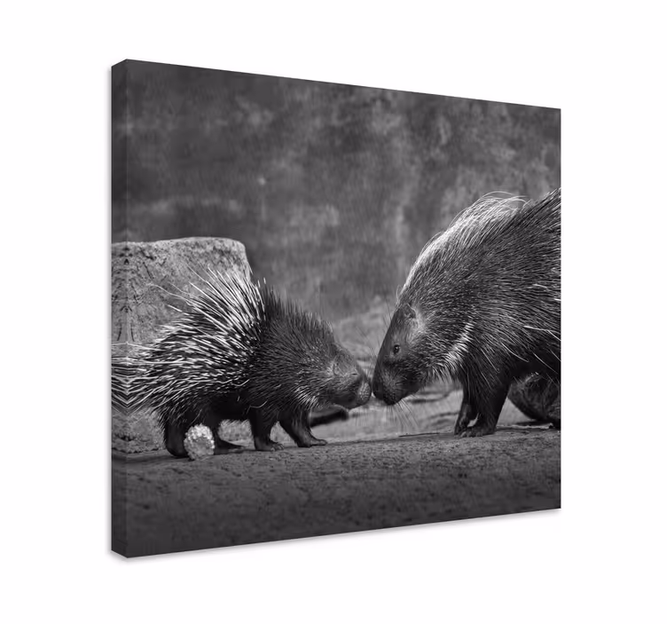 Cuadro animales interacción con el puercoespín - TenVinilo