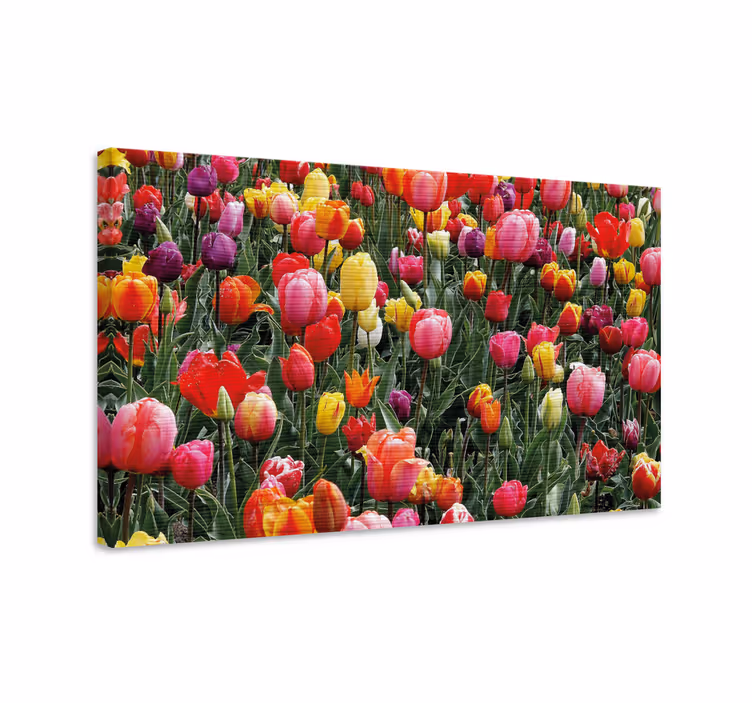 Cuadro de flores flores de tulipanes coloridos - TenVinilo