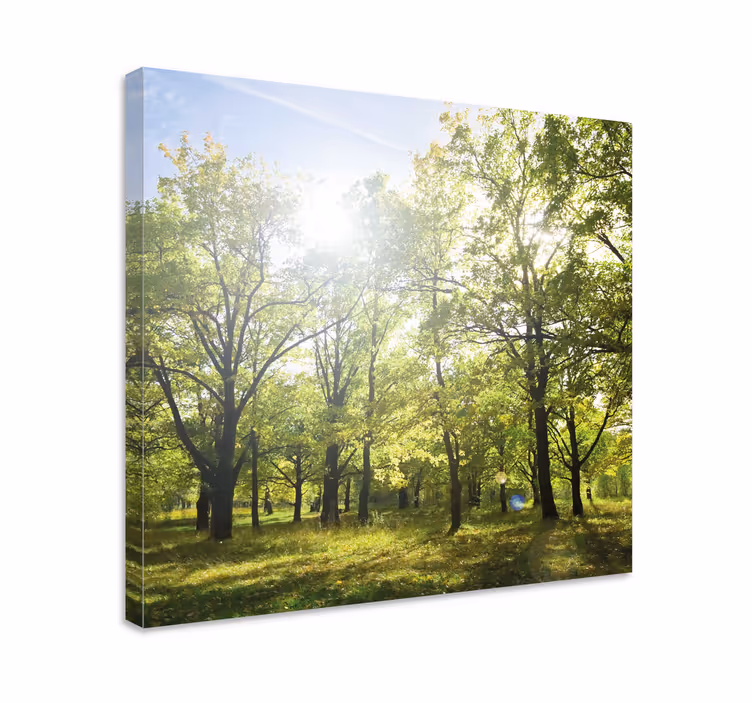Cuadro de árboles dosel verde iluminado - TenVinilo