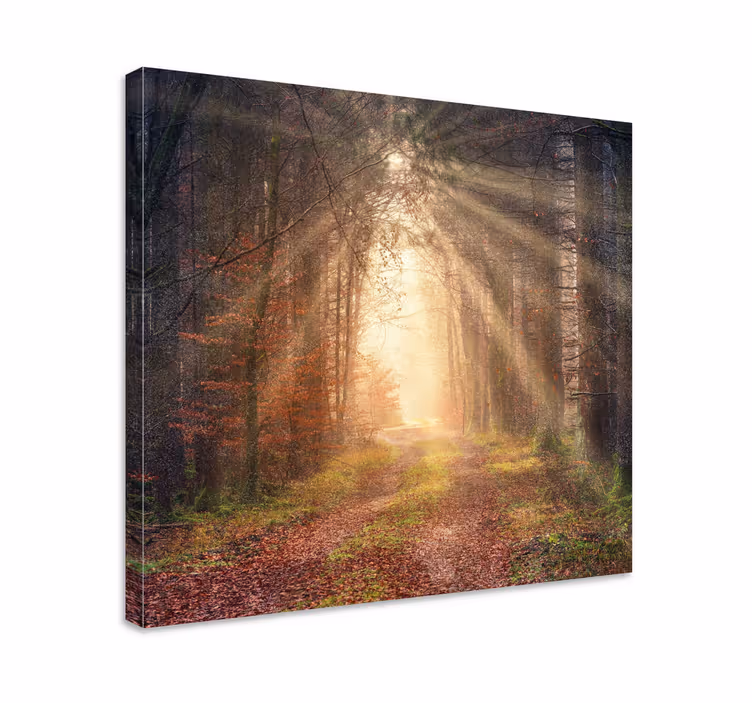 Cuadro paisajes sendero forestal sereno - TenVinilo