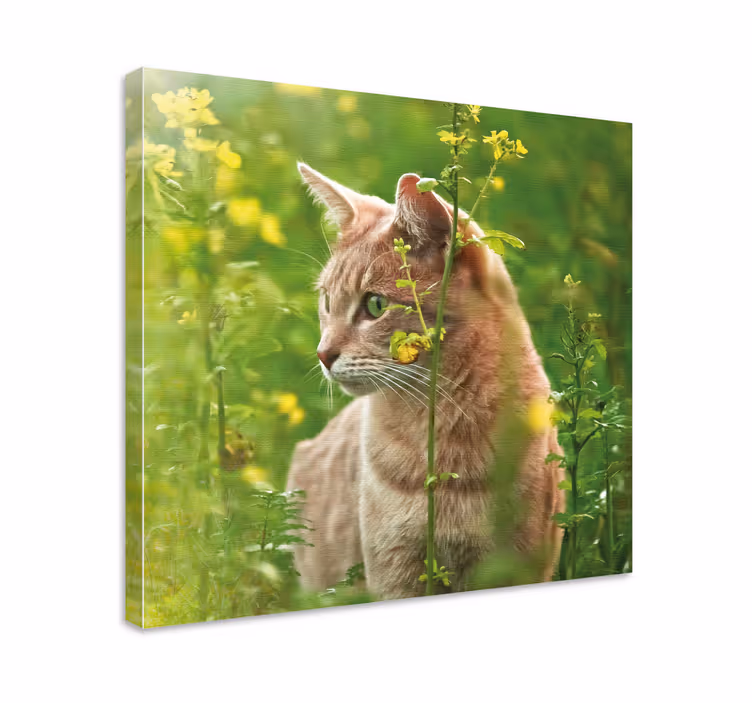 Cuadro de gatos paseando un gato curioso - TenVinilo