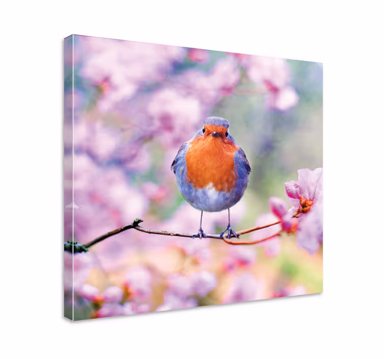 Cuadro aves petirrojo encantador posado - TenVinilo