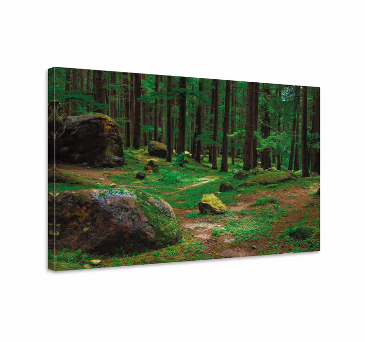 Cuadro de árboles sendero forestal exuberante - TenVinilo