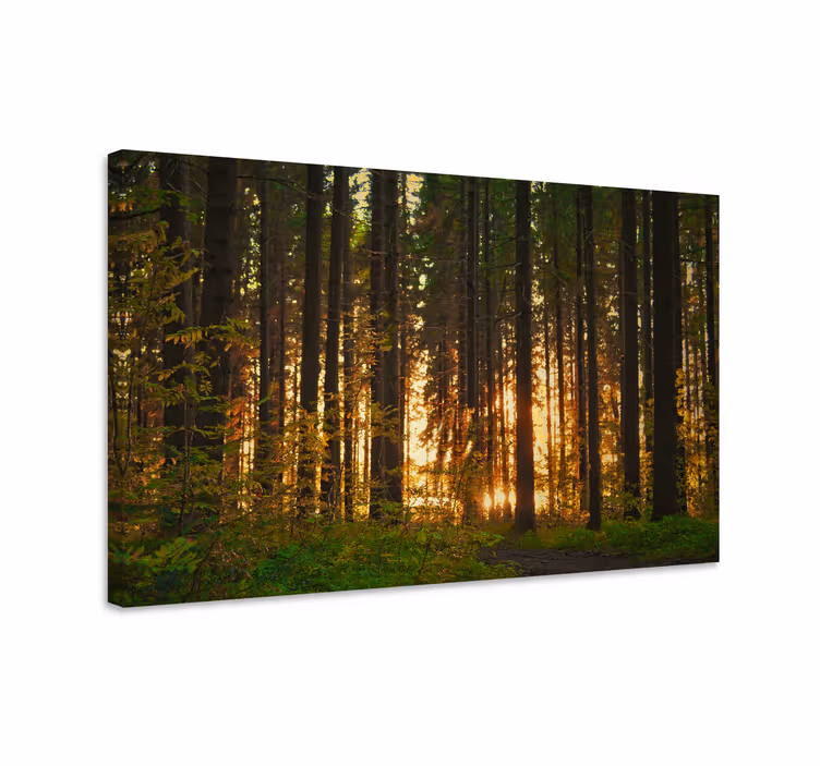 Cuadro paisajes paisaje woodland iluminado - TenVinilo