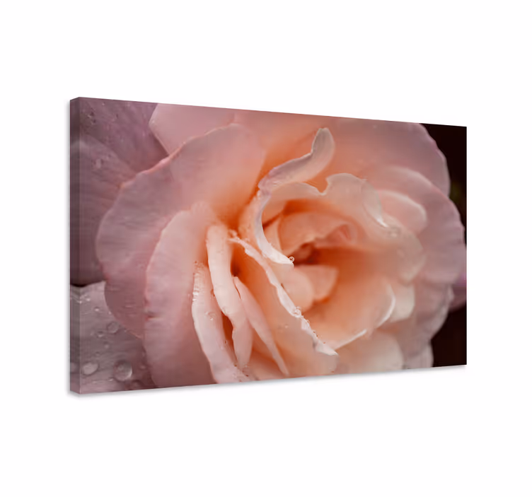 Cuadro de flores flor de rosa delicada - TenVinilo