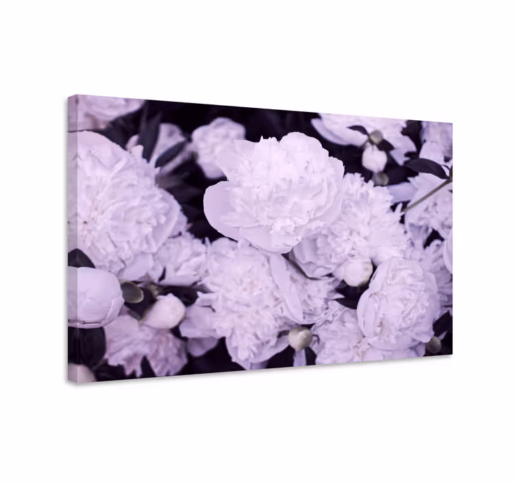 Cuadro de flores pétalos de peonía púrpura - TenVinilo