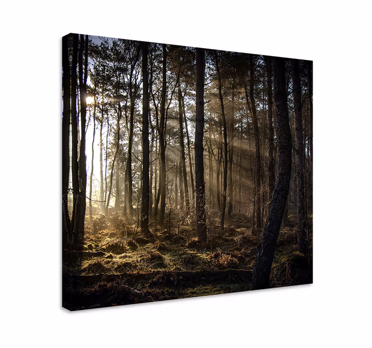 Cuadro paisajes escena del bosque encantado - TenVinilo