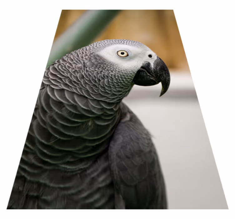 Alfombra vinílica animales primer plano de un loro gris - TenVinilo