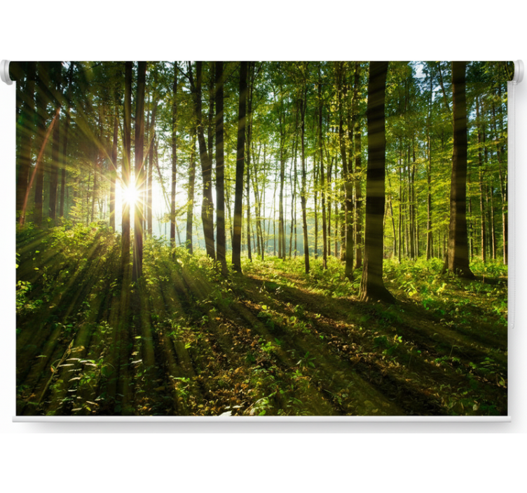 Cortina roller árboles bosques de sol radiante - TenVinilo