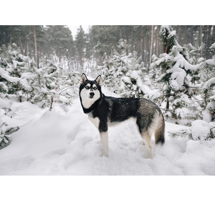 Cortina roller blanca bosque invernal y perro husky - TenVinilo