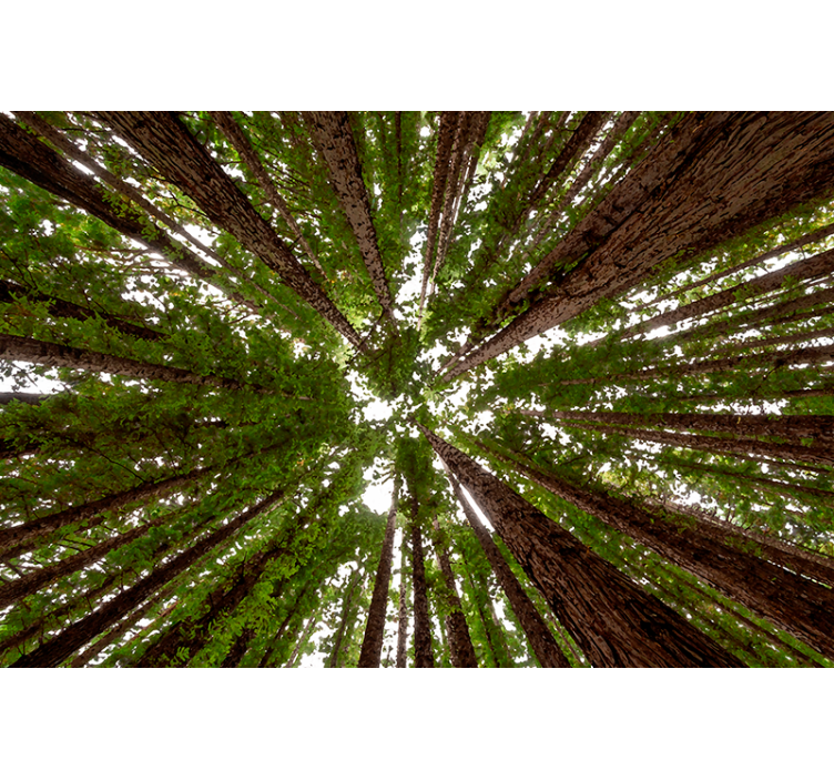 Cortina roller árboles diseño de dosel alto - TenVinilo