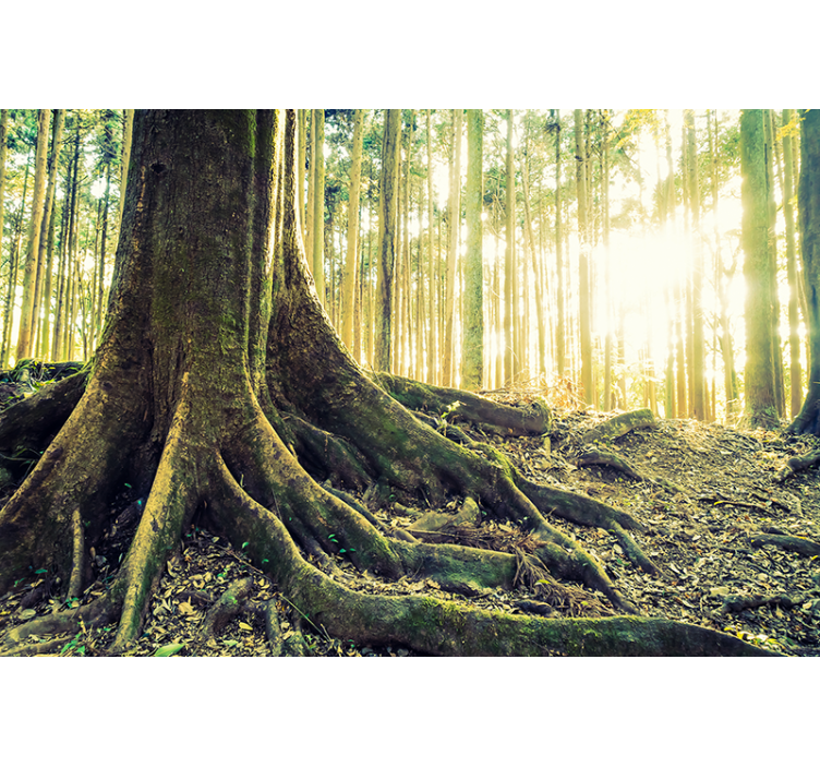 Cortina roller árboles majestuosas raíces del bosque - TenVinilo