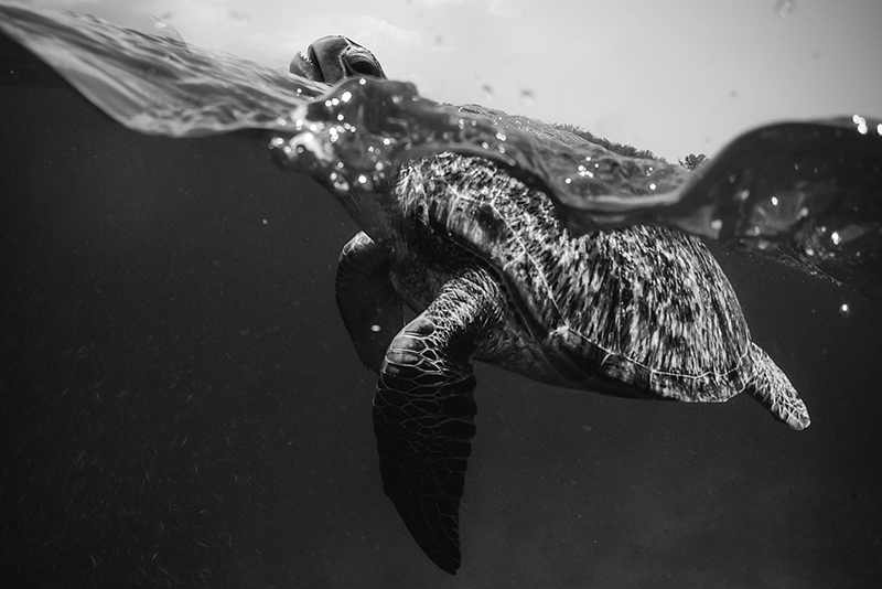 Individual para mesa patrón escena de tortugas bajo el agua - TenVinilo