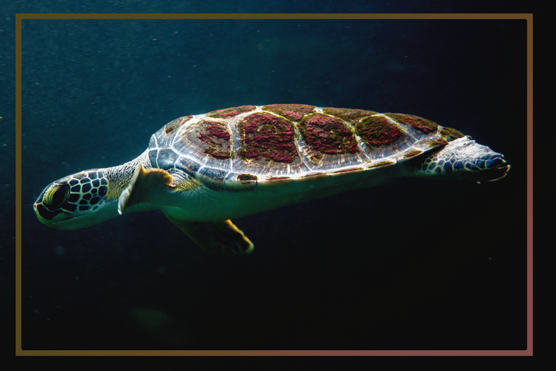 Mantel individual negro imagen tortuga nadando - TenVinilo